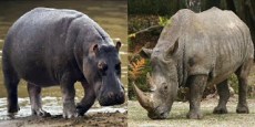 rhino vs hippo